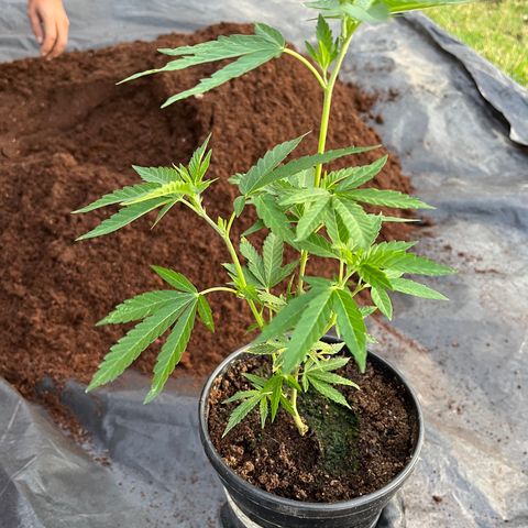 Blue berry y atomic tangerine  growlog photo: Trasplante 