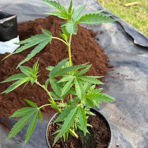 Blue berry y atomic tangerine  growlog photo: Trasplante 