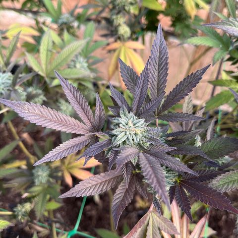 Blueberry Pancake  growlog photo: Semana 6 de flora coloración por estrés climático 
