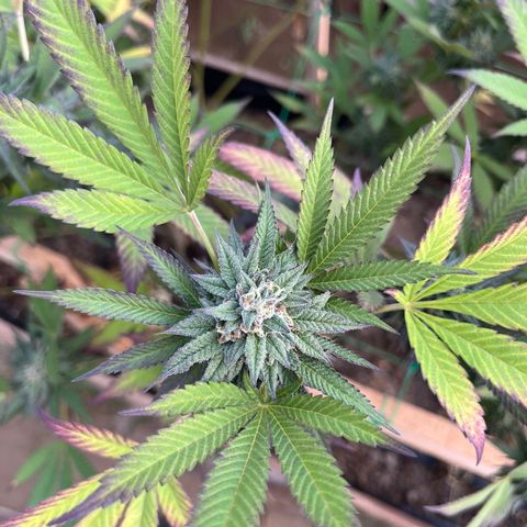 Blueberry Pancake  growlog photo: Semana 6 de flora coloración por estrés climático 