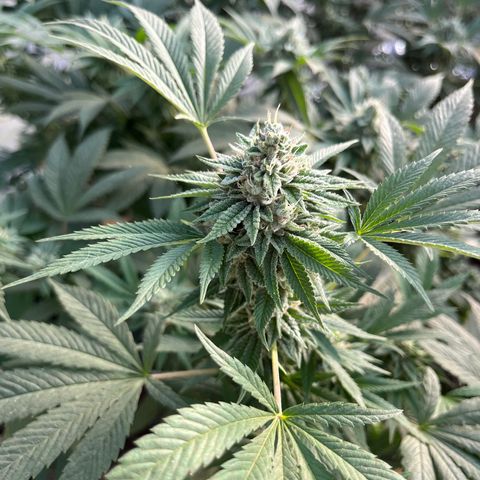 Swiss watch growlog photo: Semana 6 flora tutorado por peso de la flor 