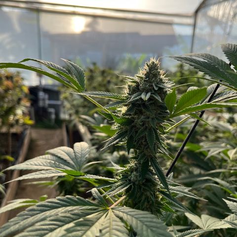 Swiss watch growlog photo: Semana 6 flora tutorado por peso de la flor 