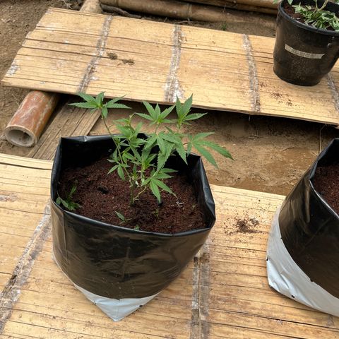 Blue berry y atomic tangerine  growlog timeline photo