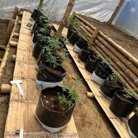 Blue berry y atomic tangerine  growlog timeline photo