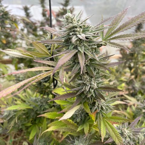 Blueberry Pancake  growlog timeline photo
