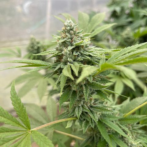 Blueberry Pancake  growlog timeline photo