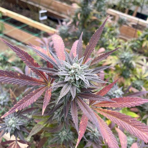 Blueberry Pancake  growlog timeline photo