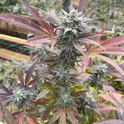 Blueberry Pancake  growlog timeline photo