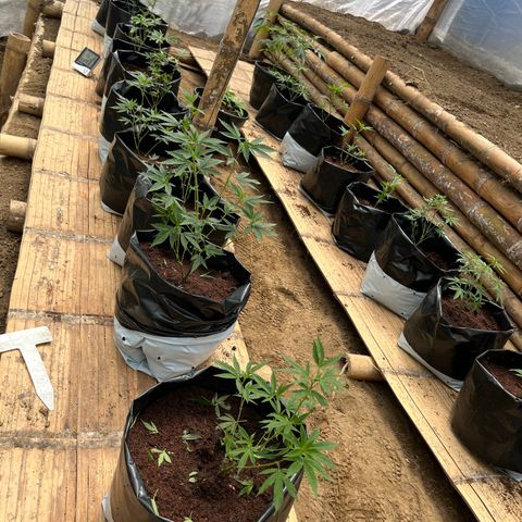 Blue berry y atomic tangerine  growlog timeline photo