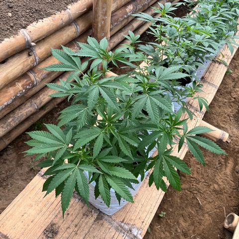 Blue berry y atomic tangerine  growlog timeline photo