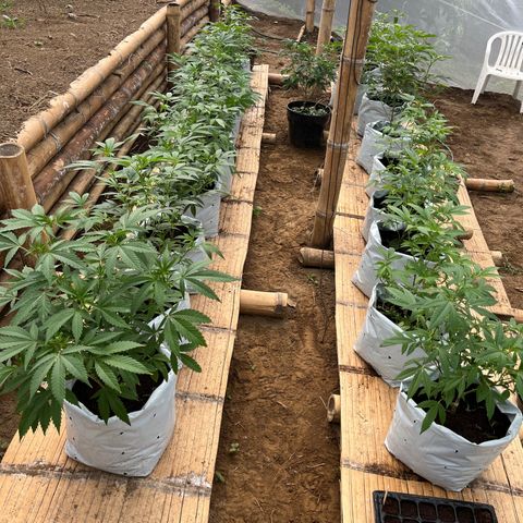 Blue berry y atomic tangerine  growlog timeline photo