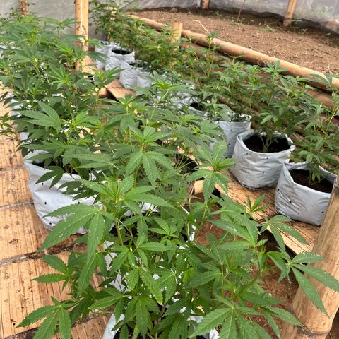 Blue berry y atomic tangerine  growlog timeline photo