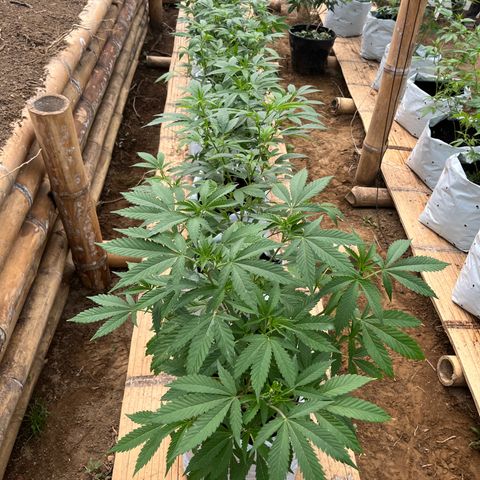 Blue berry y atomic tangerine  growlog timeline photo