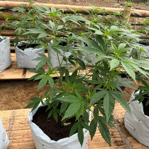 Blue berry y atomic tangerine  growlog photo: Promedio 48 cm 