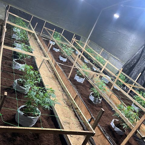 Blue berry y atomic tangerine  growlog photo: Trasplante a invernadero de flora se pasan 
