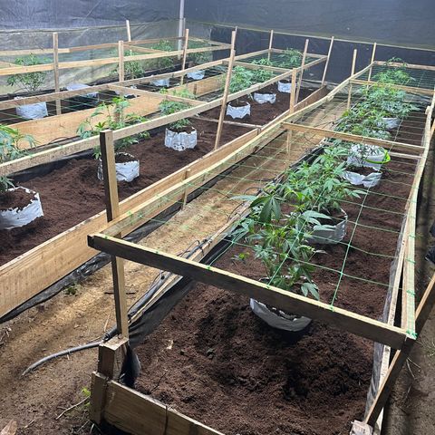 Blue berry y atomic tangerine  growlog photo: Trasplante a invernadero de flora se pasan 