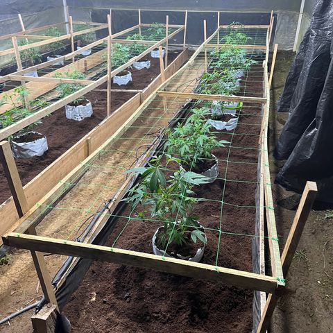 Blue berry y atomic tangerine  growlog photo: Trasplante a invernadero de flora se pasan 