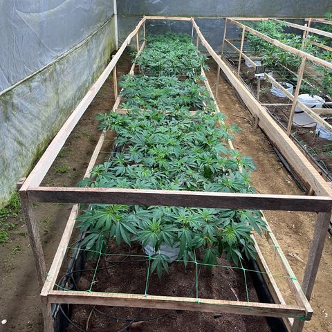 Blue berry y atomic tangerine  growlog photo: Listo para pagar luz inducir a flora y tutorar 