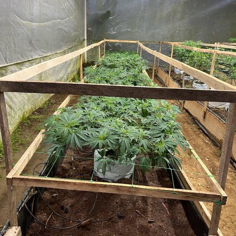 Blue berry y atomic tangerine  growlog photo: Listo para pagar luz inducir a flora y tutorar 