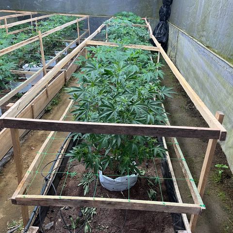 Blue berry y atomic tangerine  growlog photo: Listo para pagar luz inducir a flora y tutorar 