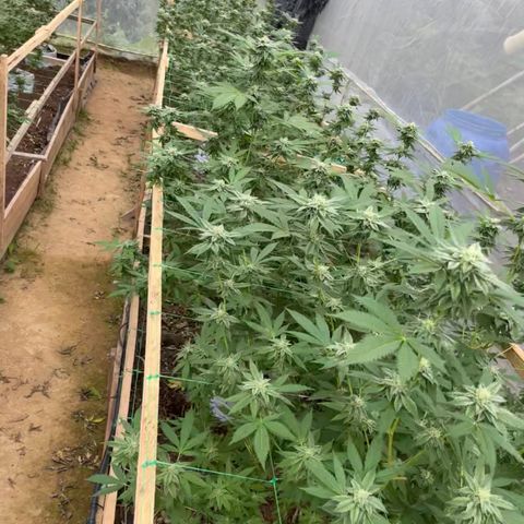 Blue berry y atomic tangerine  growlog timeline photo