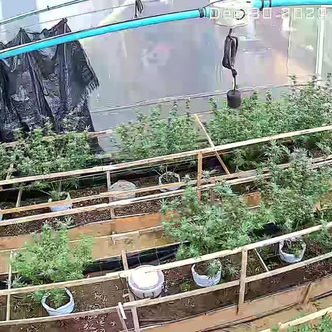 Blue berry y atomic tangerine  growlog timeline photo