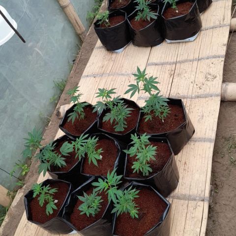 Blue berry y atomic tangerine  growlog photo: Trasplante de 18 clones camas A,B,C selección de genotipos 