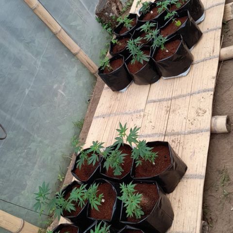Blue berry y atomic tangerine  growlog photo: Trasplante de 18 clones camas A,B,C selección de genotipos 