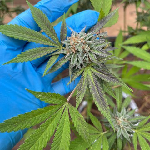 Blue berry y atomic tangerine  growlog photo: Semana 7 flora 