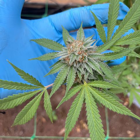 Blue berry y atomic tangerine  growlog photo: Semana 7 flora 
