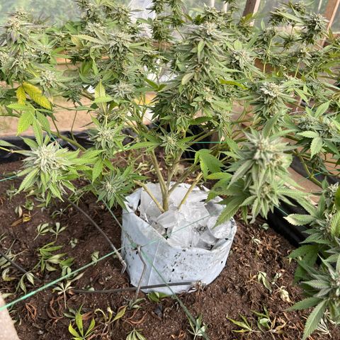 Blue berry y atomic tangerine  growlog photo: Hielo pos cosecha 