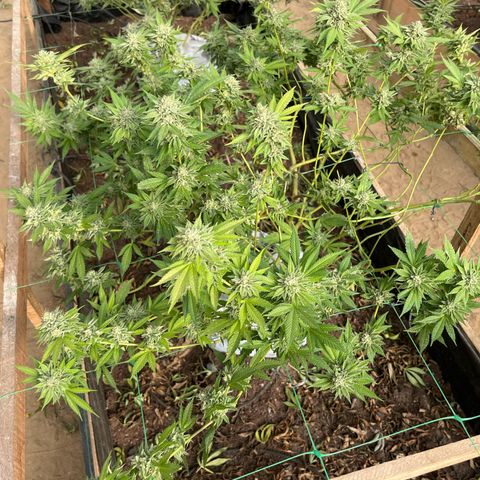 Blue berry y atomic tangerine  growlog photo: Hielo pos cosecha 