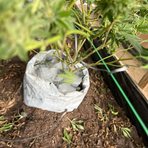 Blue berry y atomic tangerine  growlog photo: Hielo pos cosecha 