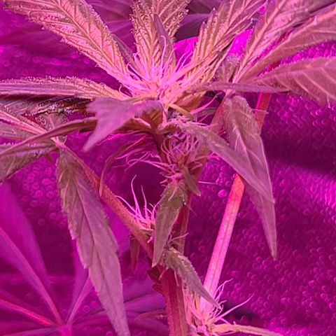 Unknown strain growlog photo: Lights 12/12