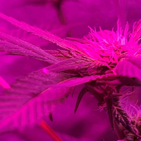 Unknown strain growlog photo: Lights 12/12