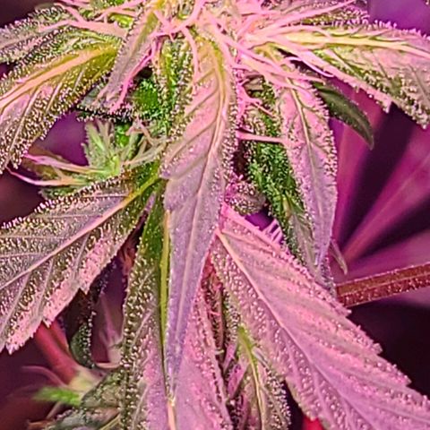 Unknown strain growlog photo: Day 1 after flushing roots tree#3