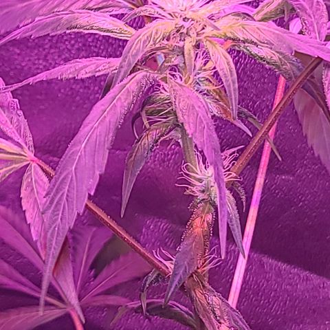 Unknown strain growlog photo: Day 1 after flushing roots tree#3