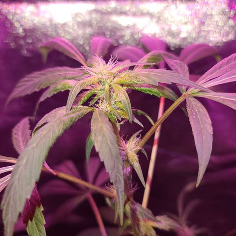 Unknown strain growlog photo: Tree #3 before root flush possible nutrient lock or over water