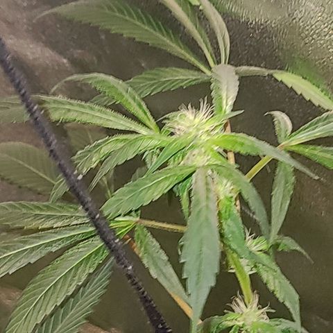 Unknown strain growlog photo: Tree #3 before root flush possible nutrient lock or over water