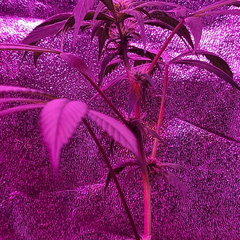 Unknown strain growlog photo: Tree #3 before root flush possible nutrient lock or over water