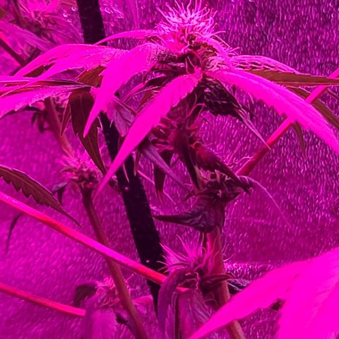 Unknown strain growlog photo: Tree #3 before root flush possible nutrient lock or over water