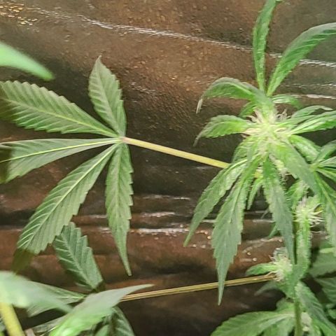 Unknown strain growlog photo: Tree #3 before root flush possible nutrient lock or over water