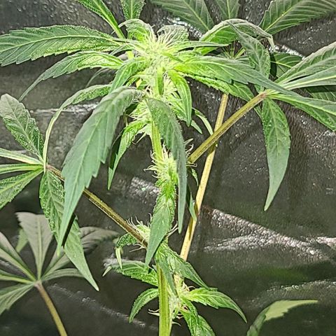 Unknown strain growlog photo: Tree #3 before root flush possible nutrient lock or over water