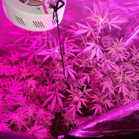 Unknown strain growlog photo: @all gsc
