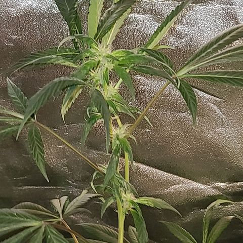 Unknown strain growlog photo: Lights 12/12 tree #3 little rough after flush
