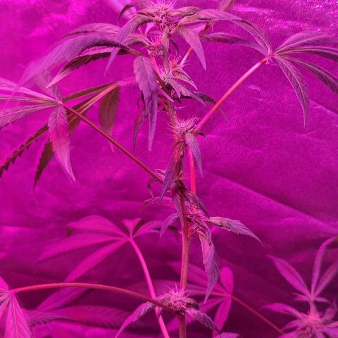 Unknown strain growlog photo: Lights 12/12 tree #3 little rough after flush