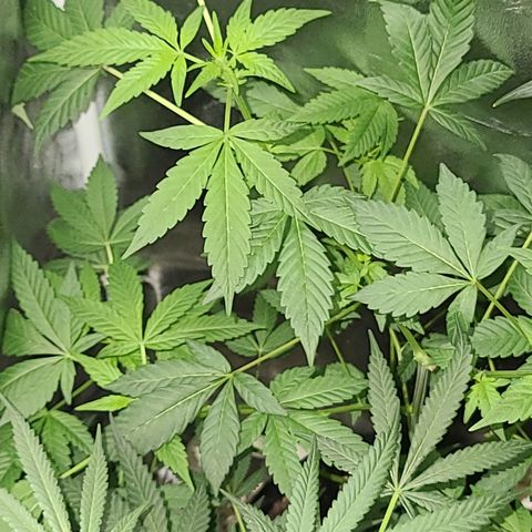 Unknown strain growlog photo: Lights 12/12 tree #3 little rough after flush