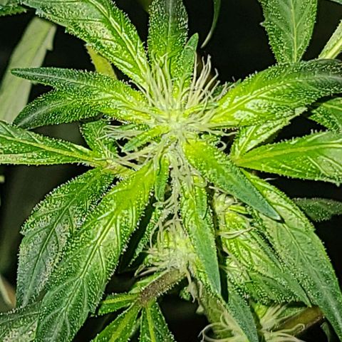Unknown strain growlog photo: Lights 12/12 tree #3 little rough after flush