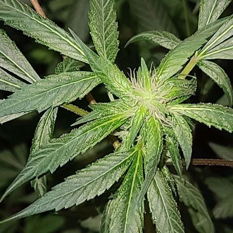 Unknown strain growlog photo: Lights 12/12 tree #3 little rough after flush