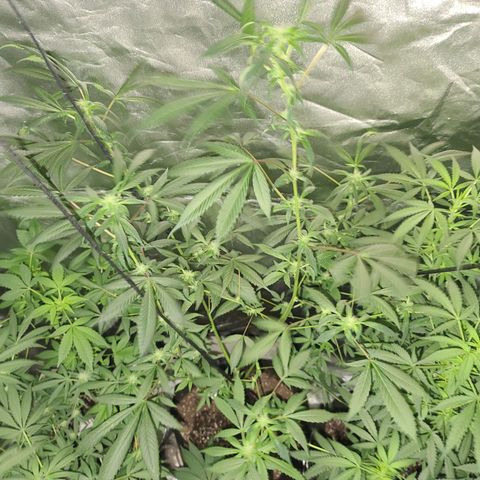 Unknown strain growlog photo: Lights 12/12 tree #3 little rough after flush